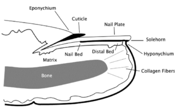 technical finger diagram